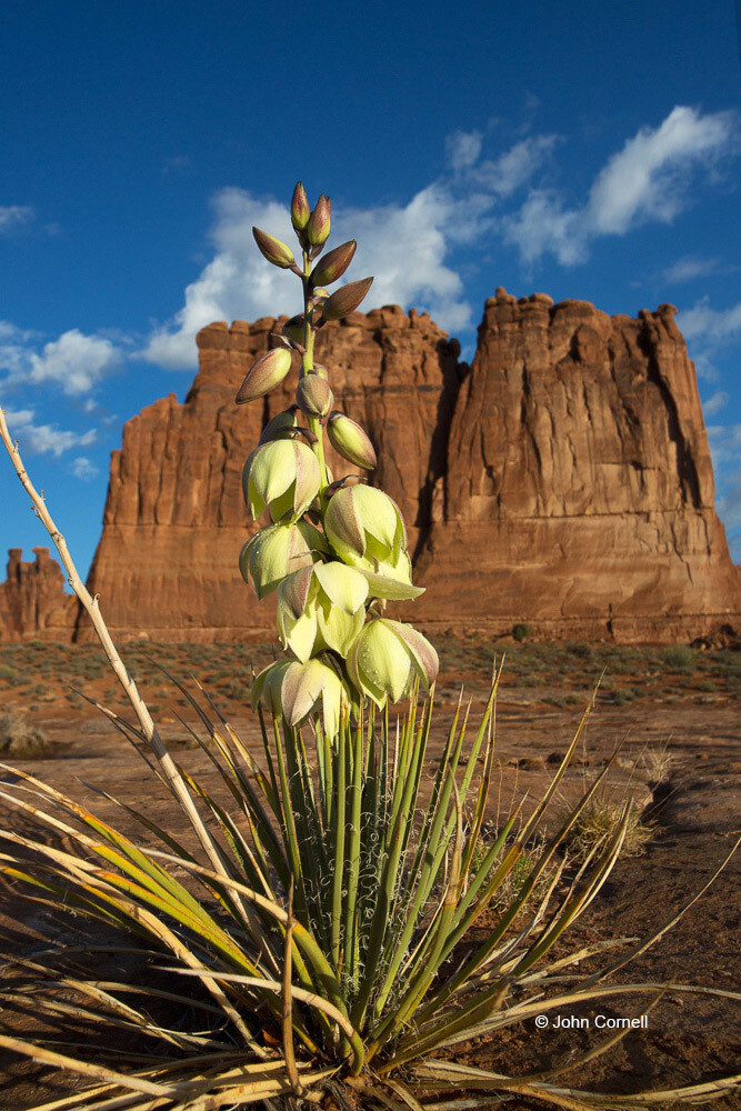 Yucca Flowers - Mild to Wild
