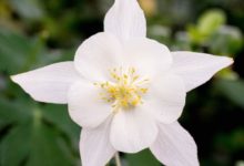 White Columbine bloom - Mild to Wild