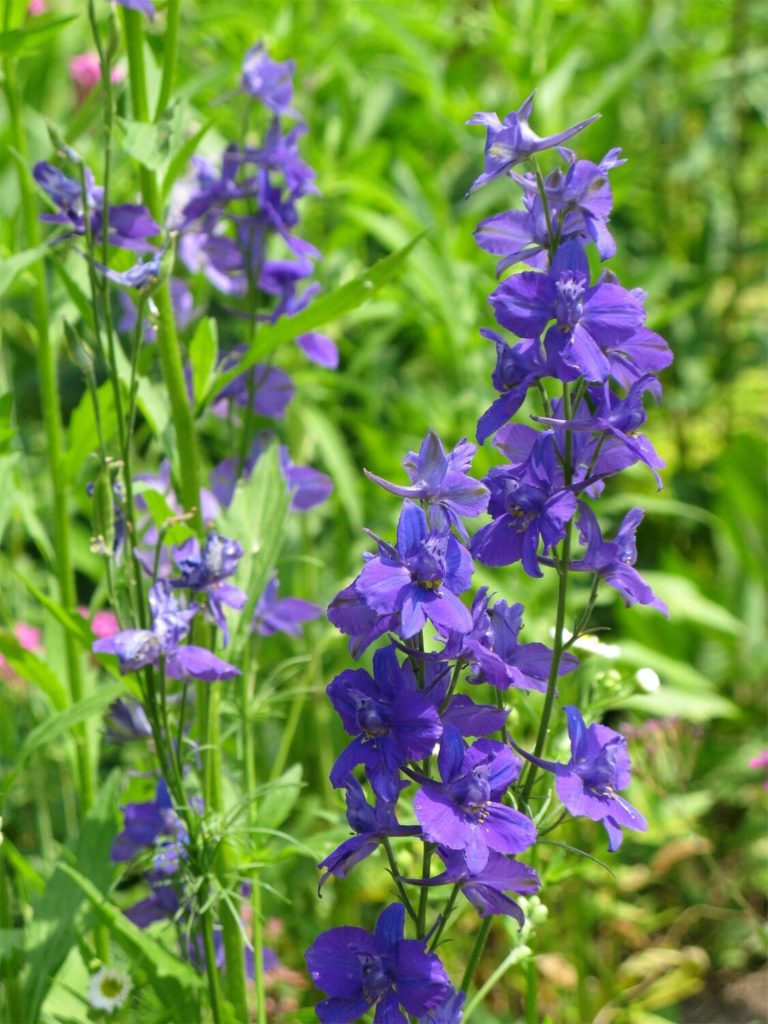 Larkspur Wildflower - Mild to Wild