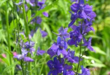 Larkspur Wildflower - Mild to Wild