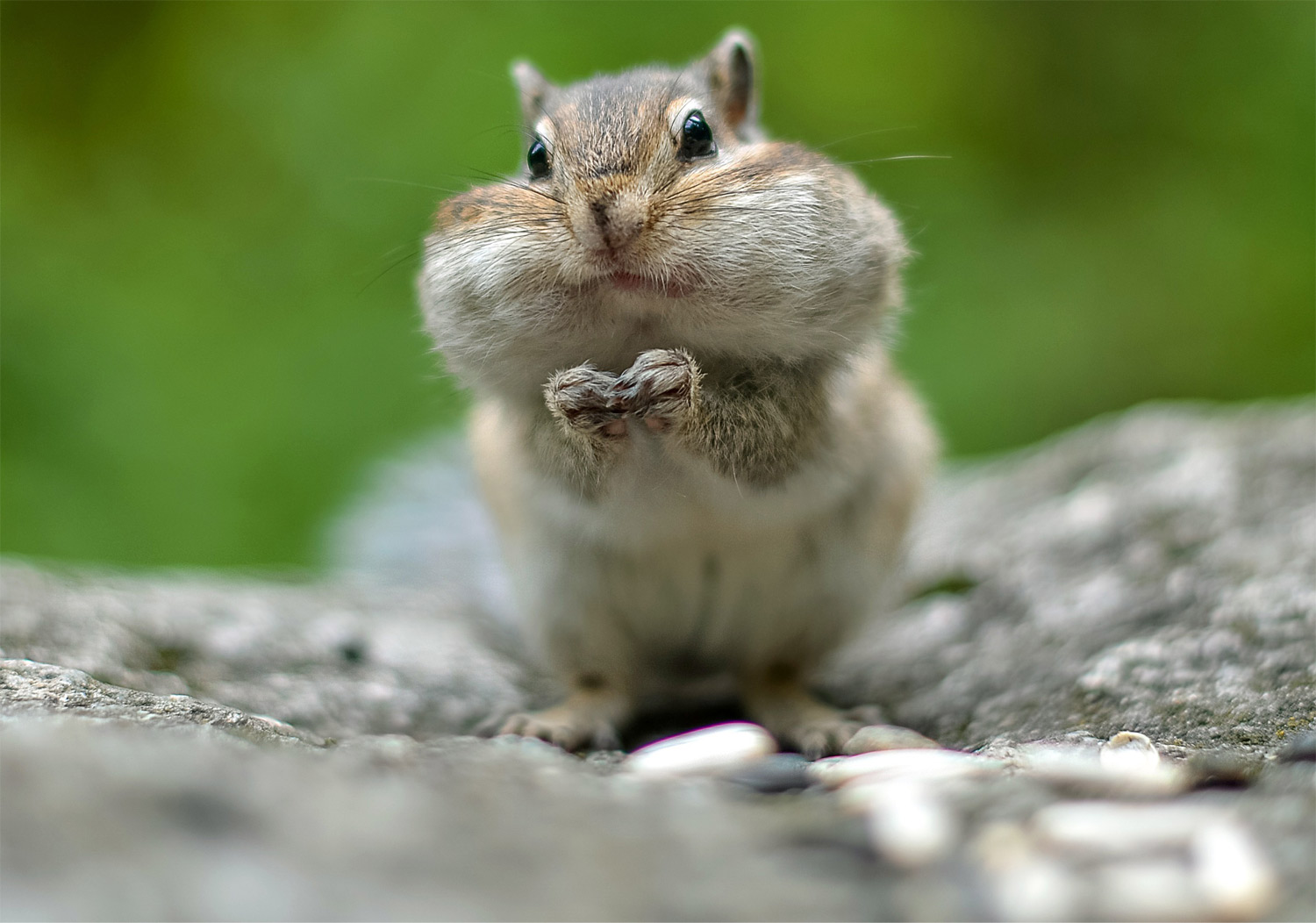 Squirrel Holding Nuts - Mild to Wild