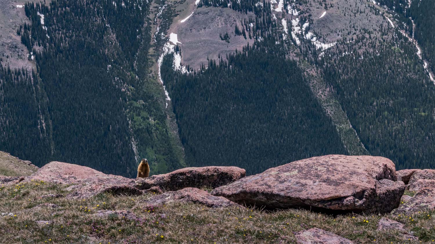 Marmot On High Alert - Mild to Wild