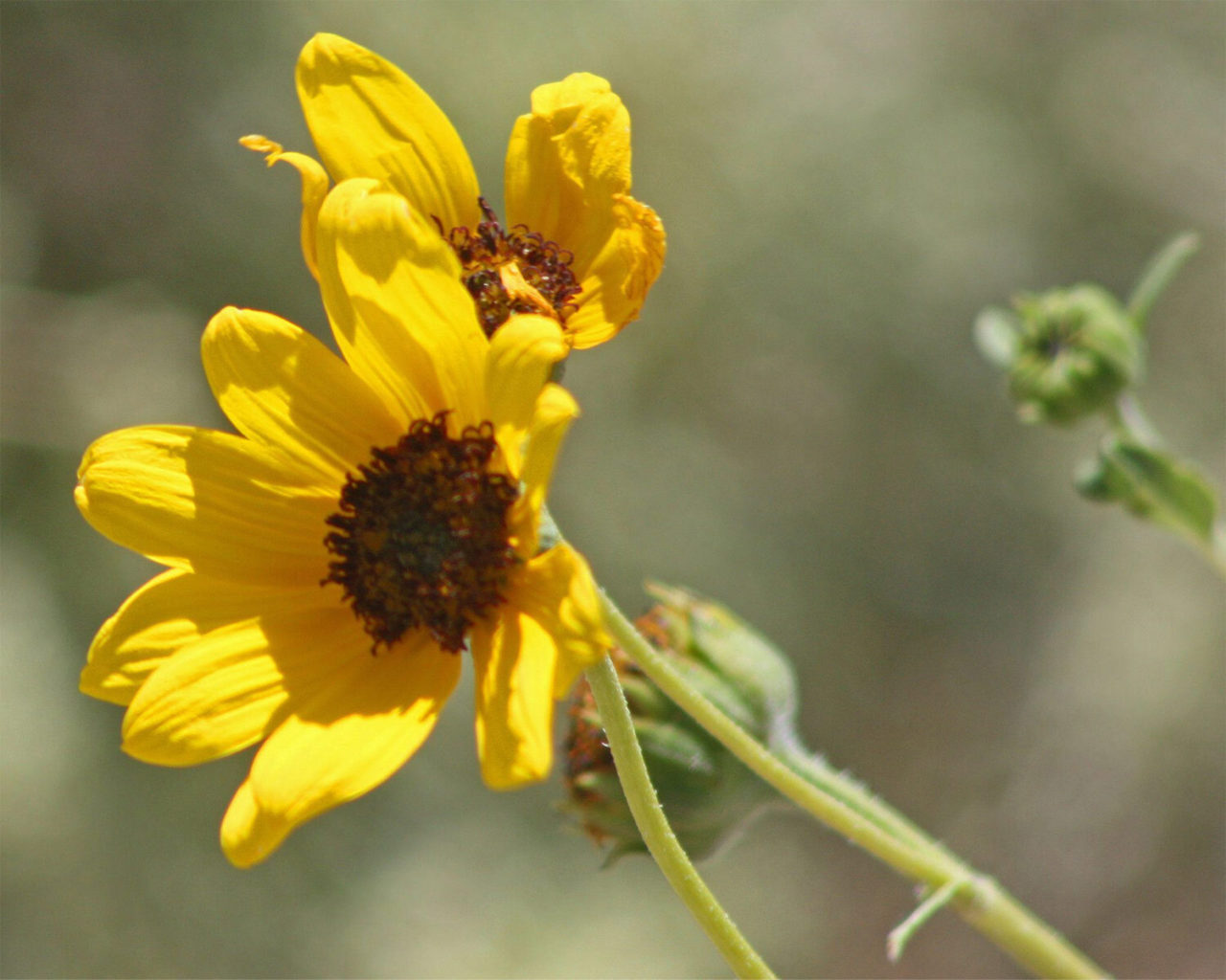 Prarie Sunflower bloom - mild to wild