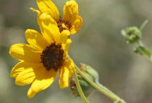 Prarie Sunflower bloom - mild to wild