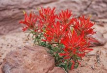 Idian Paintbrush Utah - Mild to Wild