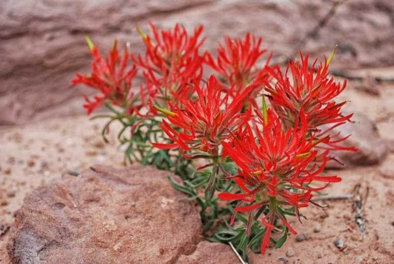 Idian Paintbrush Utah - Mild to Wild