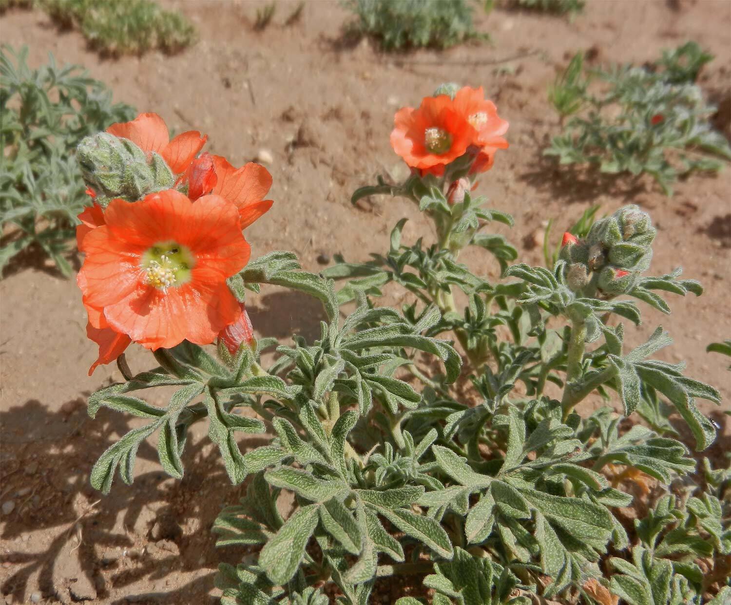 Scarlet Globemallow - Milld to Wild