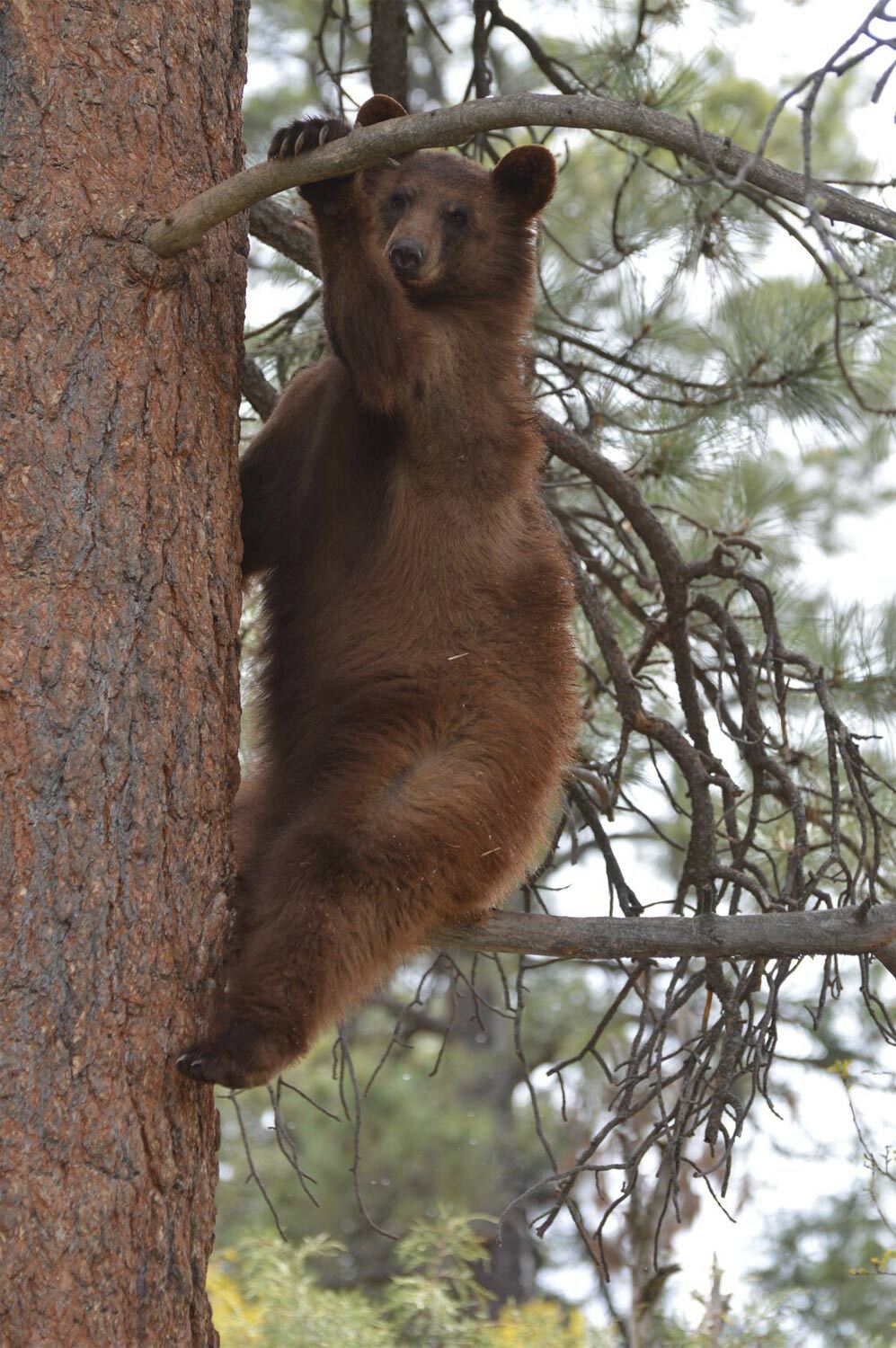 Bear climbing a tree - Rocky Mountain wildlife park - Pagosa Springs - mild to wild