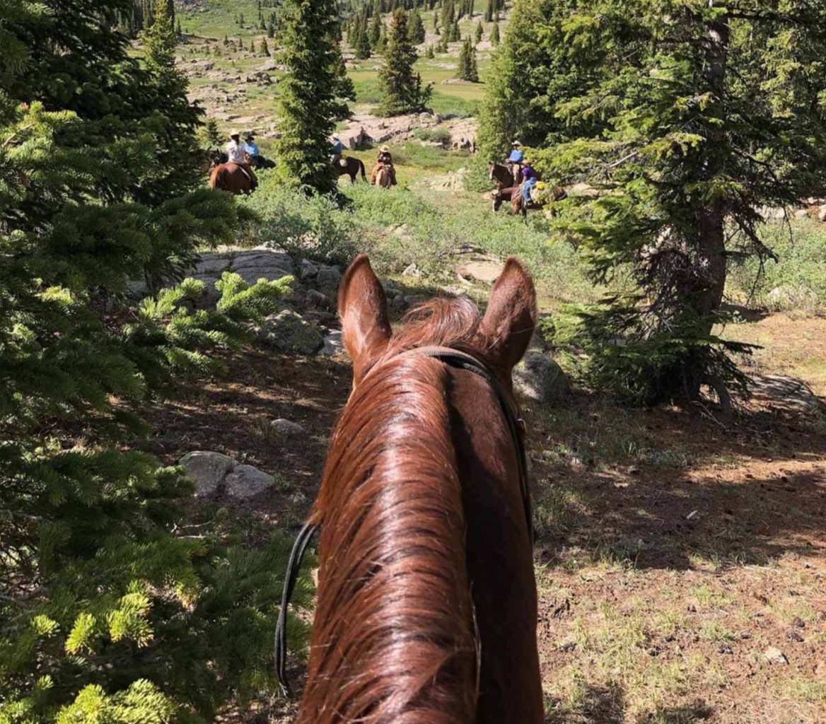 First person view on the back of a horse in a mountain meadow - Mild to Wild