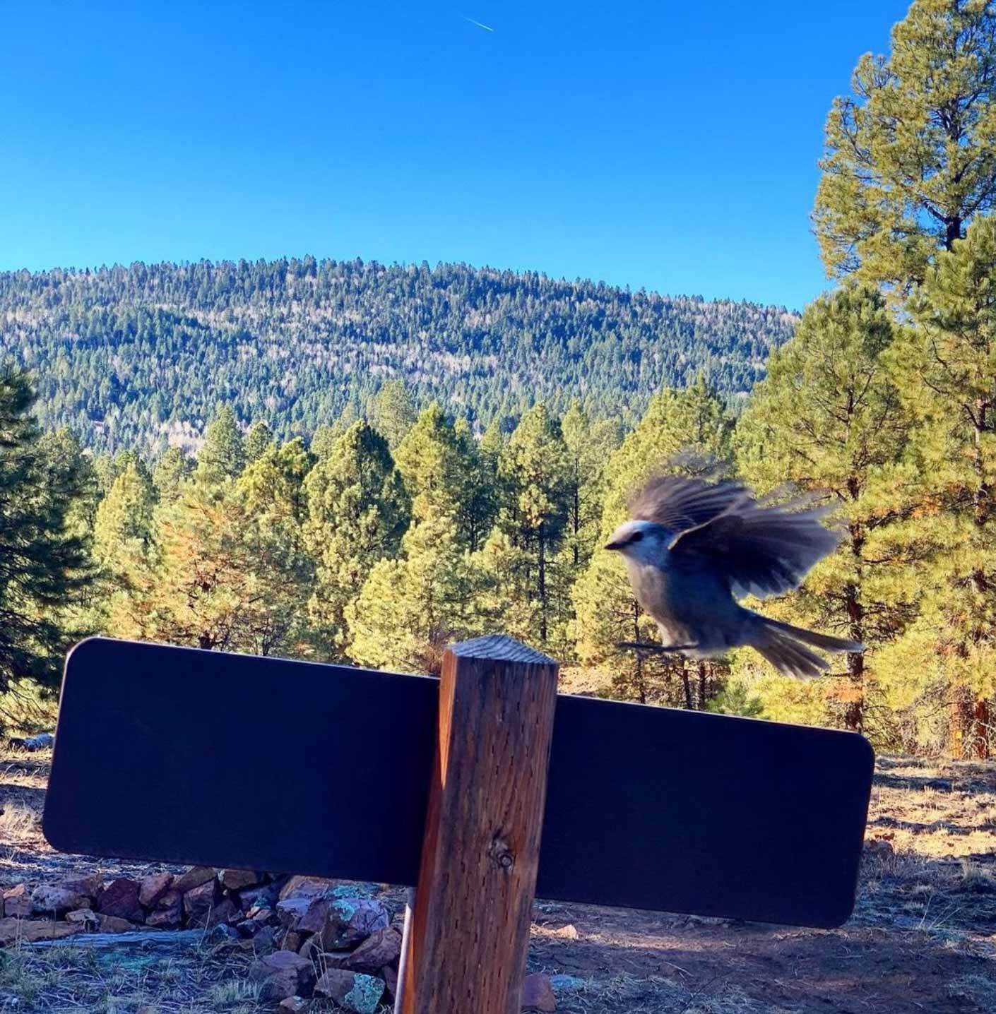 Bird flying onto a trail sign in Turkey Springs - Pagosa, Colorado - Mild to Wild 