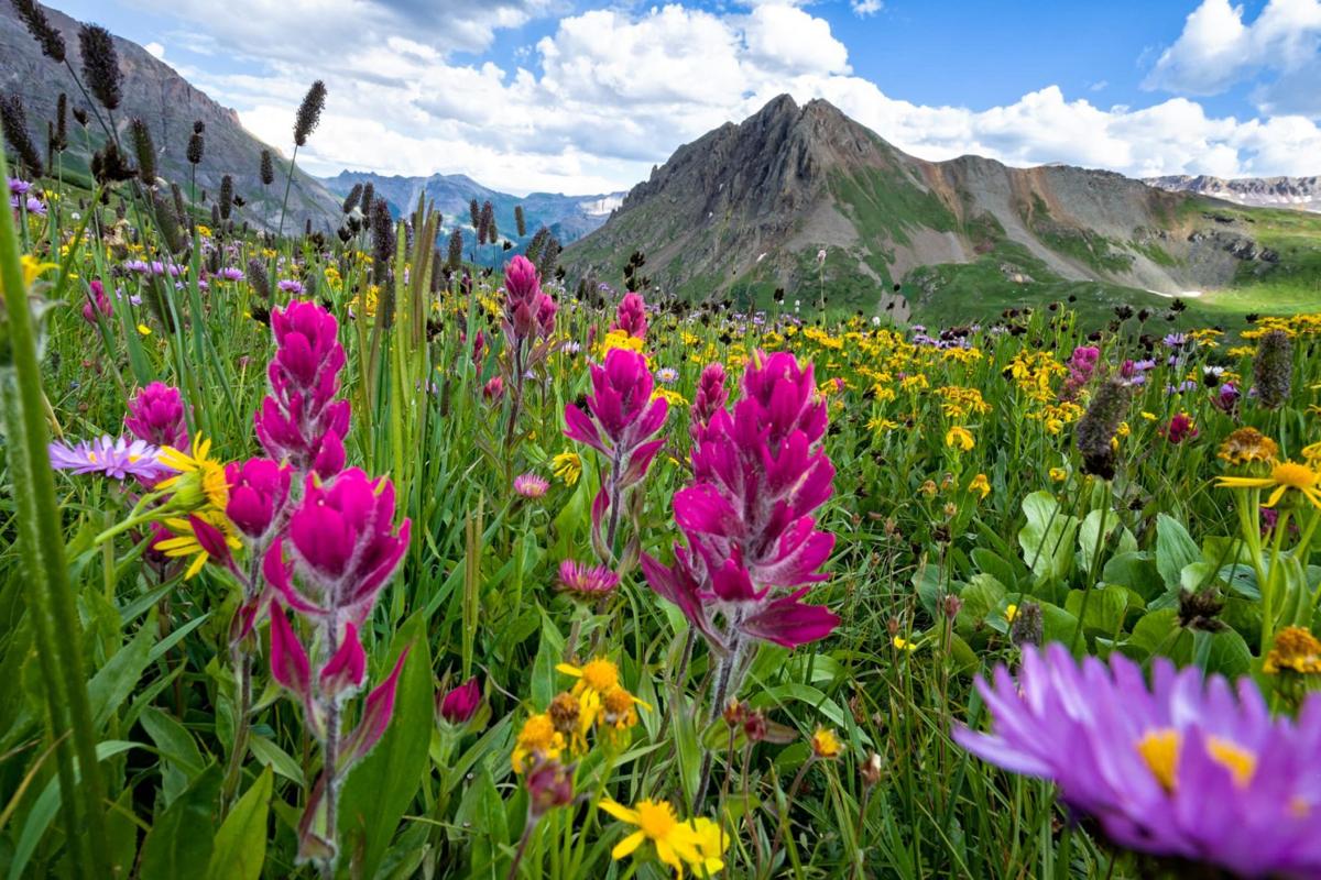 off roading trails in Southwest Colorado for wildflowers - Mild to Wild 