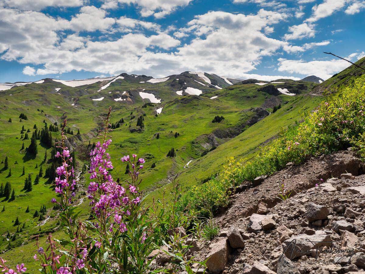 Engineer Pass wildflowers off roading - Mild to Wild 