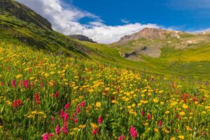 Off roading trails in Southwest Colorado for Wildflowers - Maggie Gulch - Mild to Wild