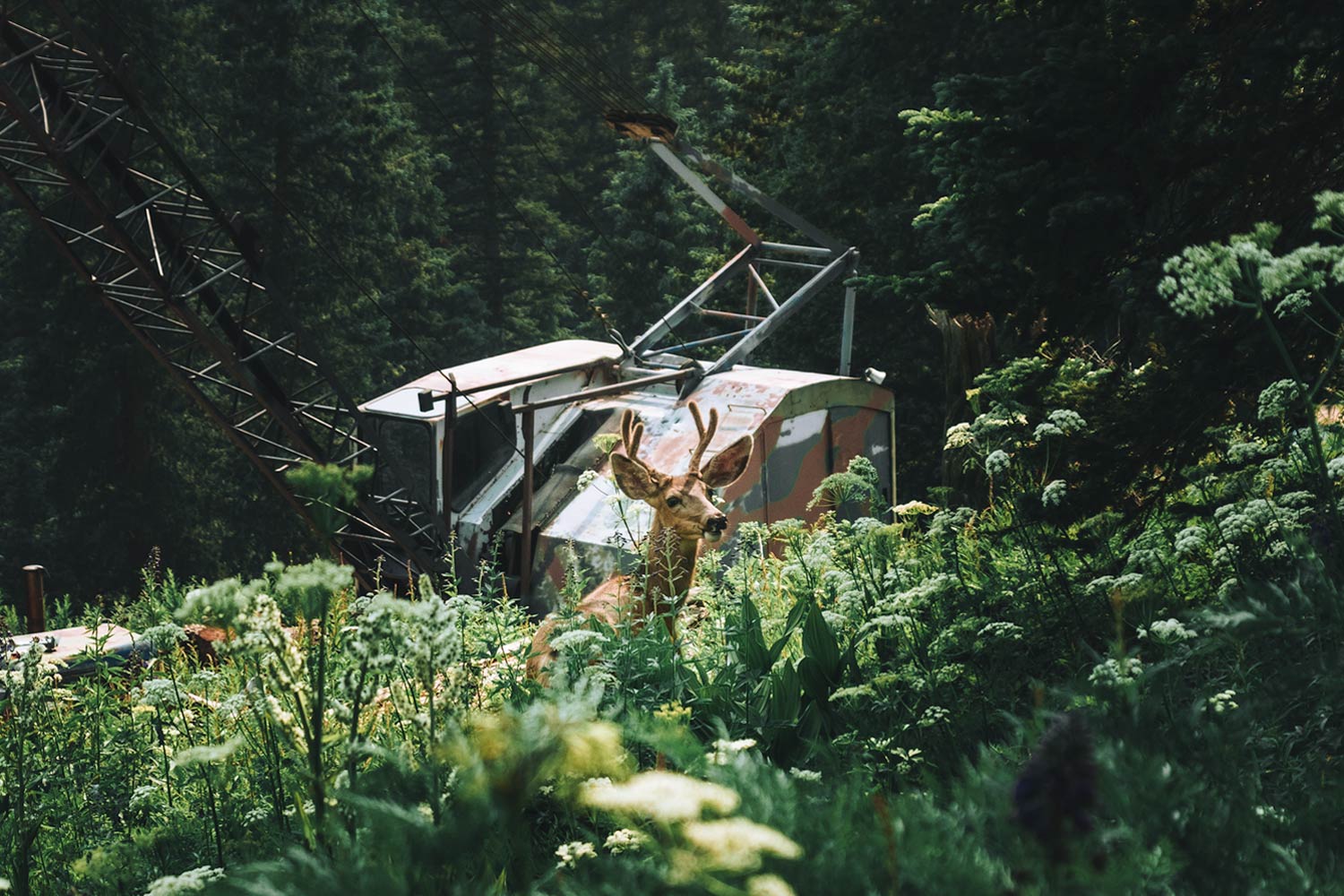 Deer In La Plata Canyon - Durango Jeep Tour - Mild to Wild Jeep