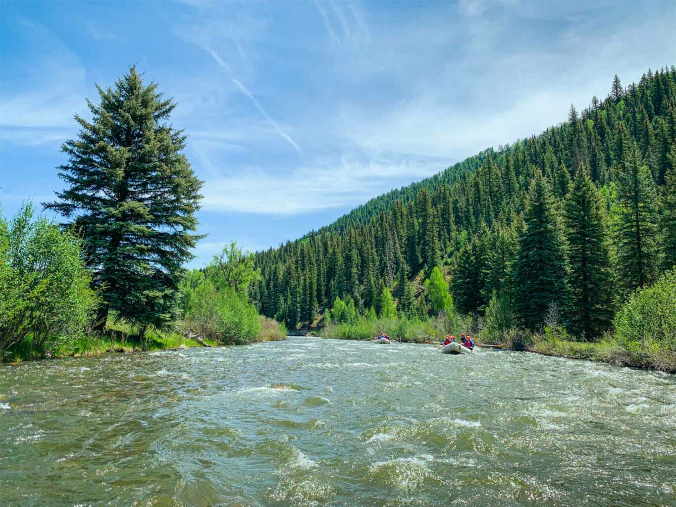 Upper Piedra Forest Landscape - Upper Piedra - Mild to Wild Rafting