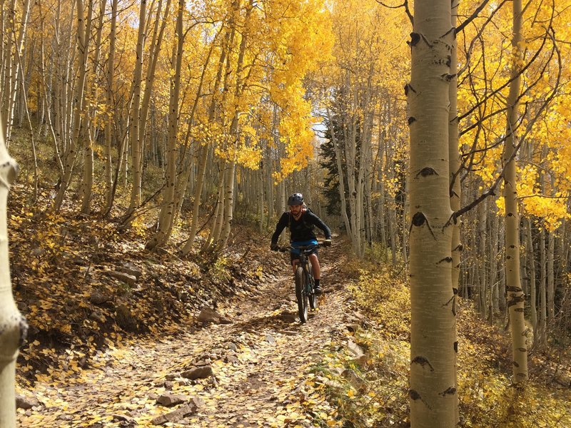 Mountain biker going through Aspens on Shay Ridge Trail - Mild to Wild