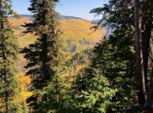 Fall colors near Mancos - Mild to Wild