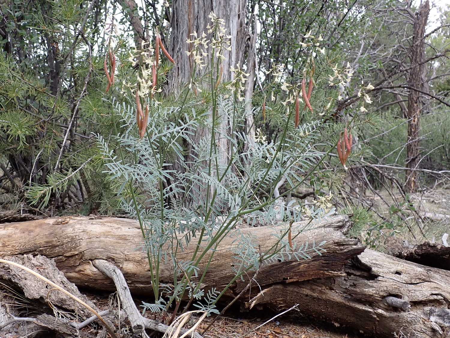 A large Chapin Mesa Milkvetch growing out from under a log in Mesa Verde National Park - Mild to Wild Rafting 