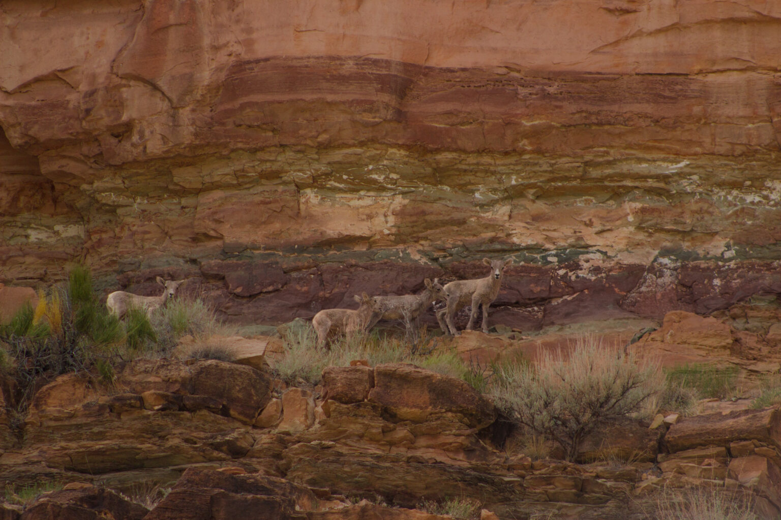 Desolation Canyon - Baby Goats in front of a canyon wall - Mild To Wild