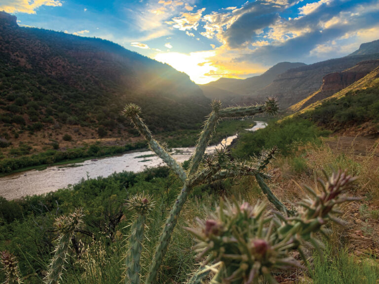 cactus in front of Salt River Canyon Arizona - Mild to Wild