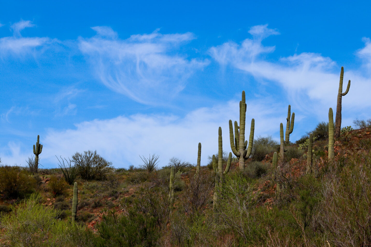 Upper Salt River Canyon - Wide Shot of Saguaro Cacti