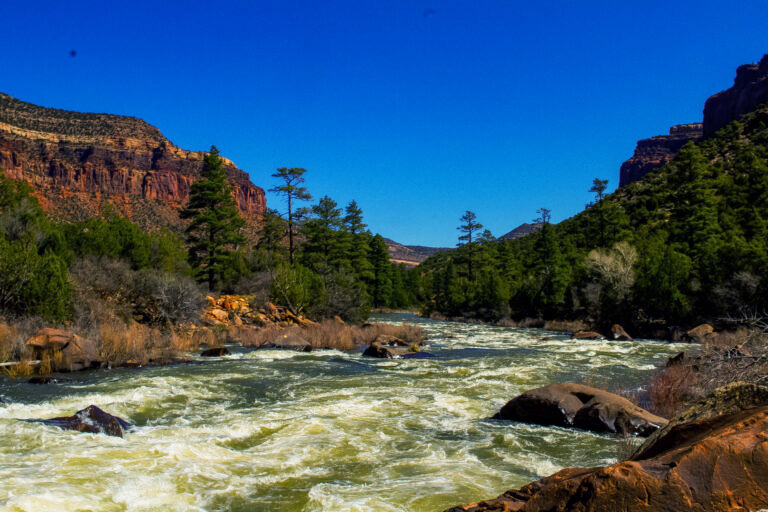 wide shot of the Dolores River - whitewater rapids, pines, red rock, blue sky