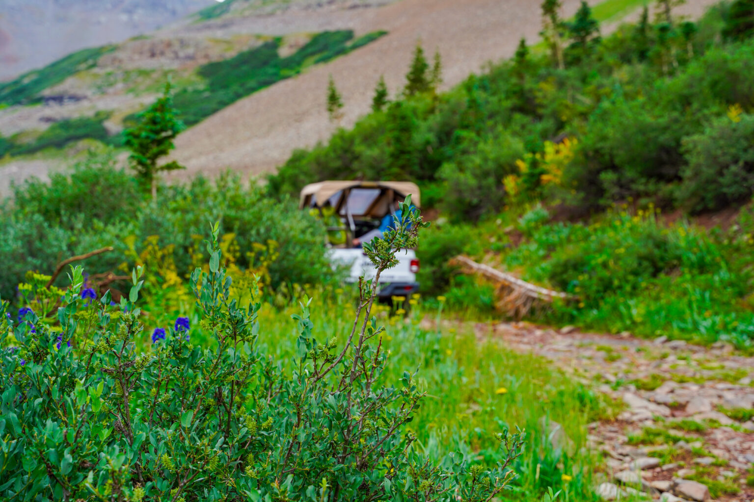 Wildflowers and lush green in the foreground with a Jeep Gladiator driving on a gravel road in the background - La Plata Canyon - Mild to Wild