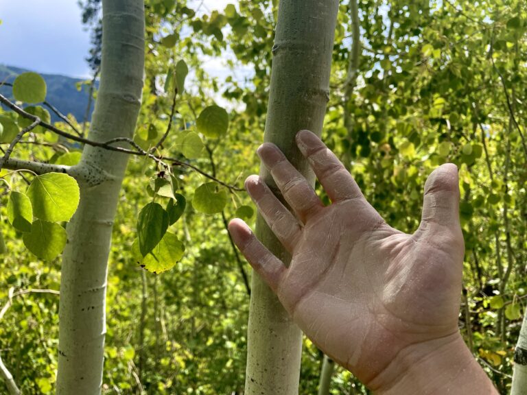 Hand showing the white chalky residue on aspen bark - Mild to Wild