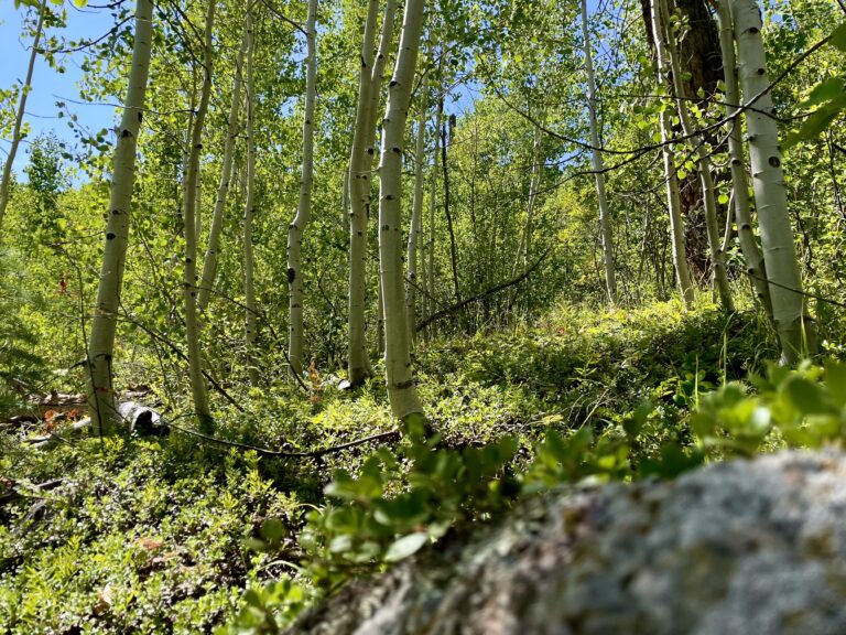 Green forest floor of an aspen grove - Mild to Wild