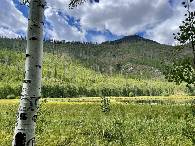 Aspens trees surrounding Lake Eileen near Vallecito, Colorado - Mild to Wild 