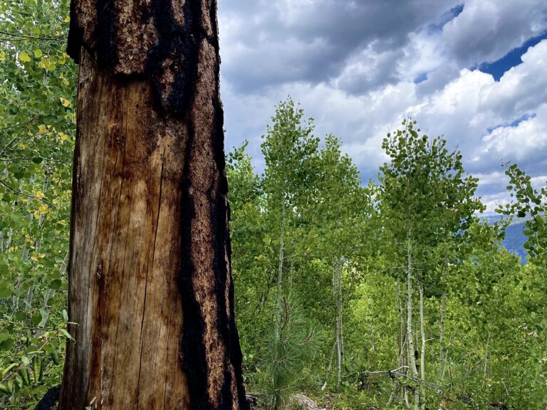 Common Insects & Diseases of Aspen, Colorado State Forest Service