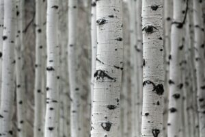 close up of aspen trunks showing the eye design in their white bark - Mild to Wild