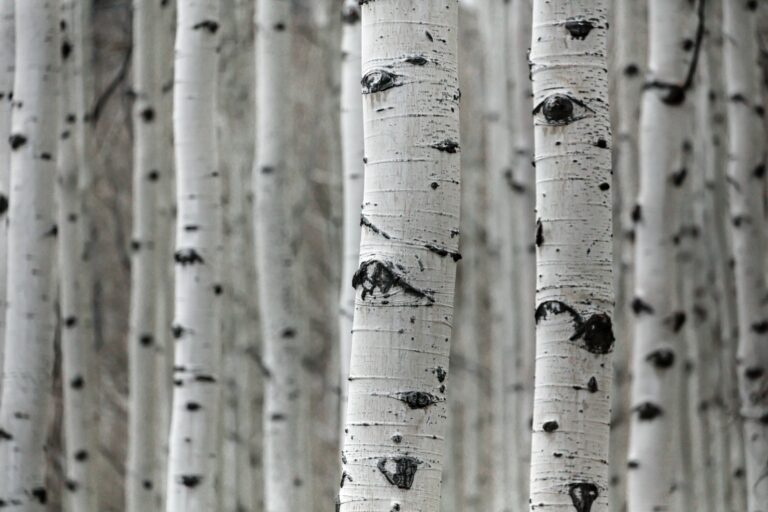 Everything You Wanted to Know about the Aspen Tree 