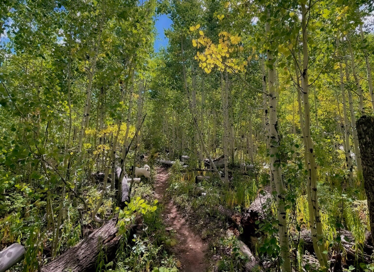 trail through a dense aspen stand - Mild to Wild 