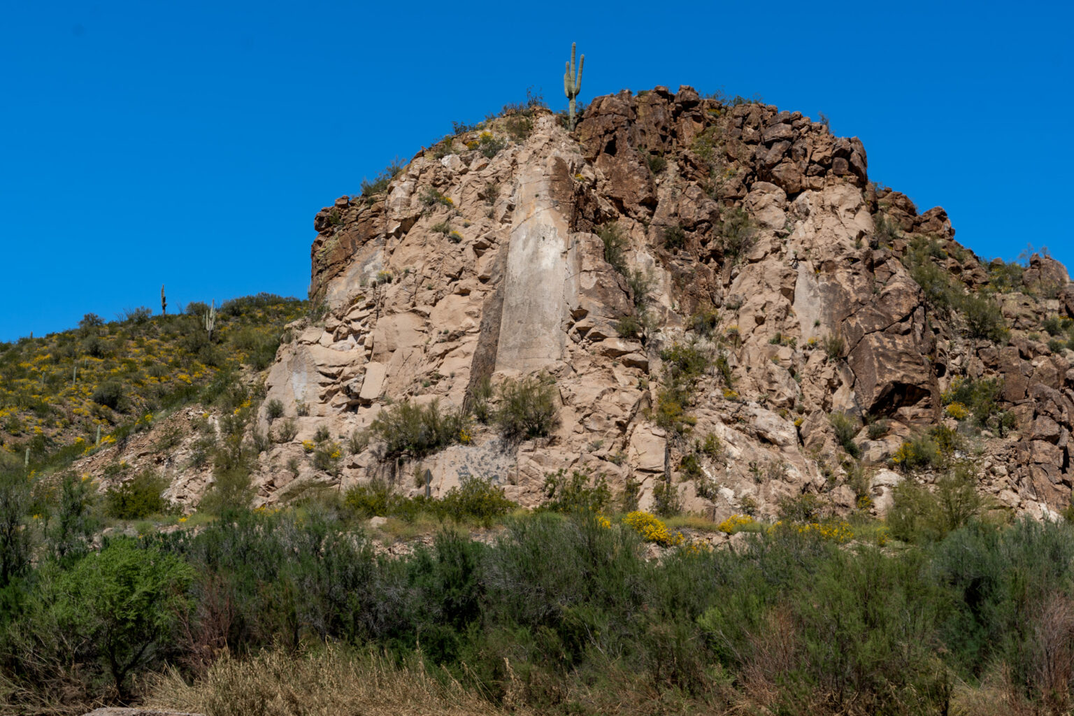 Large rock wall with cactus