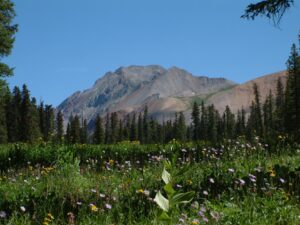 Flower meadow in La Plata Canyon, Colorado