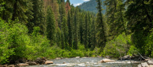 wide shot of the Piedra river, pine trees and greenery - Mountain background - Mild to Wild