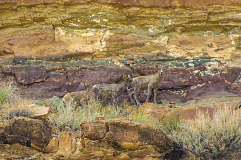 Three bady Desert Bighorn Sheep stand on a ledge on a cliff in Desolation Canyon