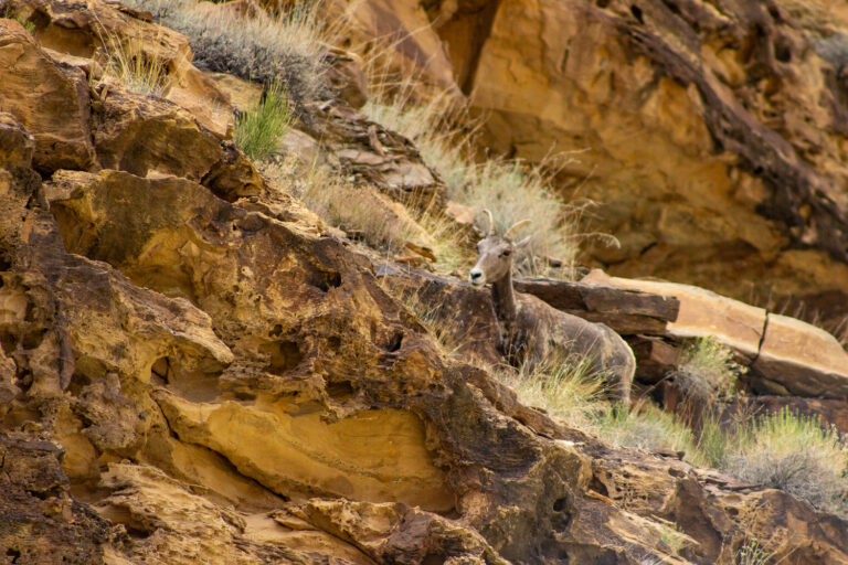 Female bighorn traversing the cliffs of Desolation Canyon in Utah