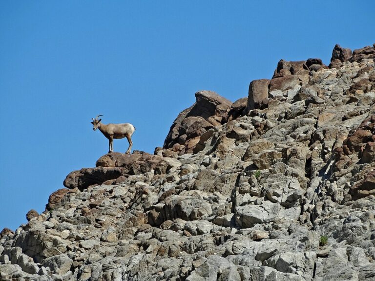 Desert Bighorn ewe standing on a rock pile