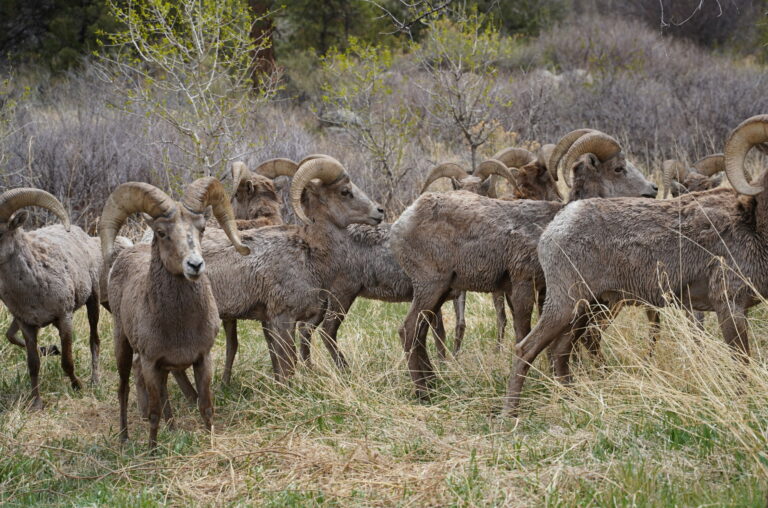 Herd of Bighorn Sheep rams in Lodore Canyon in Dinosaur National Monument 