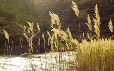 Dolores River Rafting-Colorado-Mild to Wild