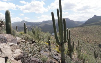 Cactus Salt River Arizona - Mild to Wild